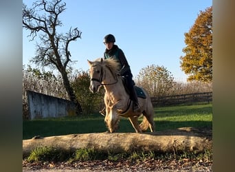 Gypsy Horse, Gelding, 3 years, 14,1 hh, Palomino