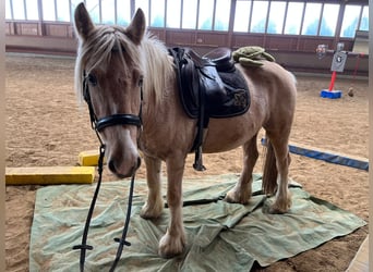 Gypsy Horse, Gelding, 3 years, 14,1 hh, Palomino