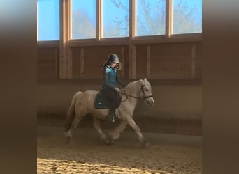 Gypsy Horse, Gelding, 3 years, 14,1 hh, Palomino