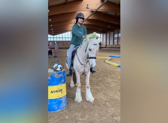 Gypsy Horse, Gelding, 3 years, 14,1 hh, Palomino