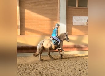 Gypsy Horse, Gelding, 3 years, 14,1 hh, Palomino