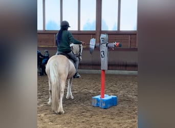 Gypsy Horse, Gelding, 3 years, 14,1 hh, Palomino