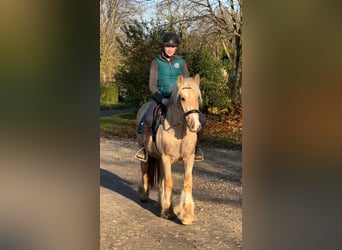 Gypsy Horse, Gelding, 3 years, 14,1 hh, Palomino