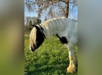 Gypsy Horse, Gelding, 3 years, 14.1 hh, Pinto