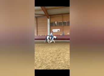 Gypsy Horse, Gelding, 3 years, 14.1 hh, Pinto