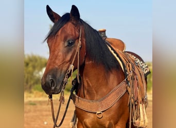 Gypsy Horse, Gelding, 3 years, 14.3 hh, Bay