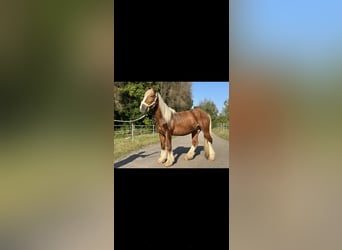 Gypsy Horse Mix, Gelding, 3 years, 14 hh, Chestnut-Red