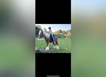 Gypsy Horse Mix, Gelding, 3 years, 14 hh, Chestnut-Red