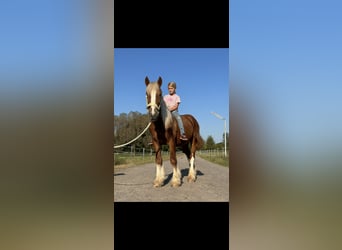 Gypsy Horse Mix, Gelding, 3 years, 14 hh, Chestnut-Red