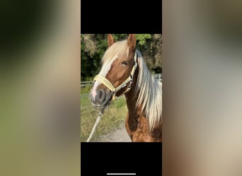 Gypsy Horse Mix, Gelding, 3 years, 14 hh, Chestnut-Red