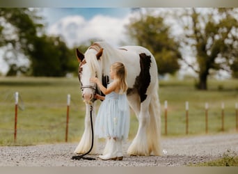 Gypsy Horse, Gelding, 3 years, 14 hh, Tobiano-all-colors