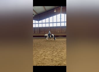 Gypsy Horse, Gelding, 3 years, 14,1 hh, Pinto