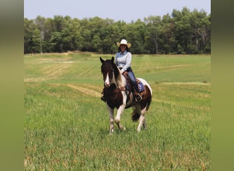 Tinker Mix, Wallach, 3 Jahre, 15,2 hh, Schecke