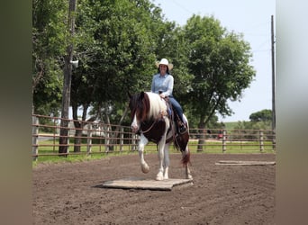 Tinker Mix, Wallach, 3 Jahre, 15,2 hh, Schecke