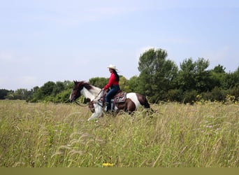 Tinker Mix, Wallach, 3 Jahre, 15,2 hh, Schecke