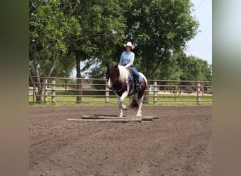 Tinker Mix, Wallach, 3 Jahre, 15,2 hh, Schecke