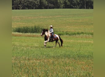 Tinker Mix, Wallach, 3 Jahre, 15,2 hh, Schecke