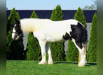 Gypsy Horse, Gelding, 3 years, 15.2 hh