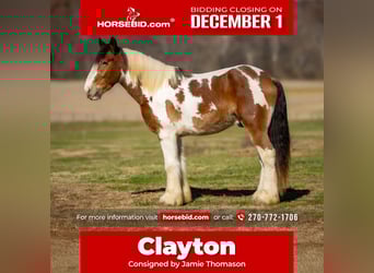 Gypsy Horse Mix, Gelding, 3 years, 15.3 hh, Pinto