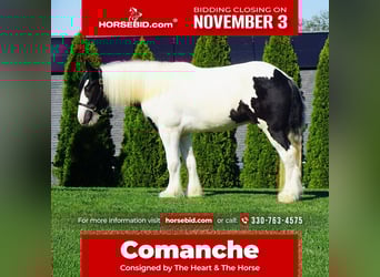 Gypsy Horse, Gelding, 3 years, 15,2 hh