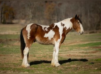 Gypsy Horse Mix, Gelding, 3 years, 15,3 hh, Pinto