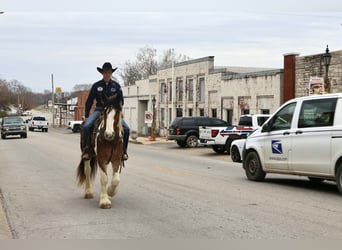 Gypsy Horse Mix, Gelding, 3 years, 15,3 hh, Pinto