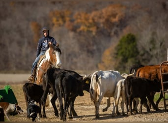 Gypsy Horse Mix, Gelding, 3 years, 15,3 hh, Pinto