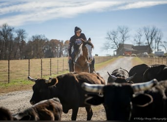 Gypsy Horse Mix, Gelding, 3 years, 15,3 hh, Pinto