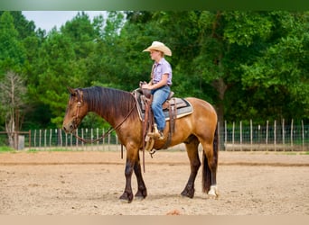 Gypsy Horse Mix, Gelding, 3 years, Bay