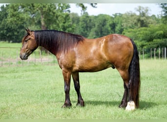 Gypsy Horse Mix, Gelding, 3 years, Bay