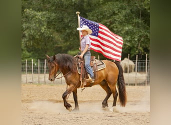 Gypsy Horse Mix, Gelding, 3 years, Bay