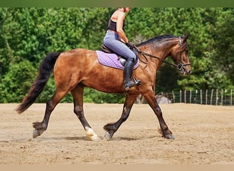 Gypsy Horse Mix, Gelding, 3 years, Bay