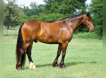Gypsy Horse Mix, Gelding, 3 years, Bay