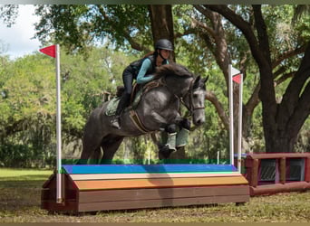 Gypsy Horse Mix, Gelding, 3 years, Grey