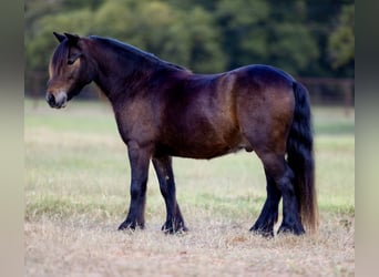 Gypsy Horse Mix, Gelding, 4 years, 10,1 hh, Bay