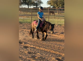 Gypsy Horse Mix, Gelding, 4 years, 10,1 hh, Bay