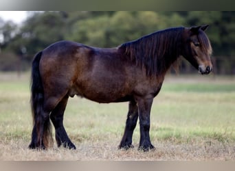 Gypsy Horse Mix, Gelding, 4 years, 10,1 hh, Bay