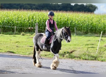 Gypsy Horse, Gelding, 4 years, 11,2 hh, Pinto