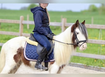Gypsy Horse, Gelding, 4 years, 11.2 hh, Pinto