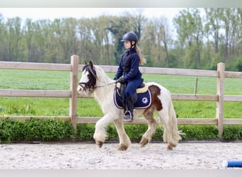 Gypsy Horse, Gelding, 4 years, 11.2 hh, Pinto