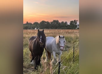 Gypsy Horse Mix, Gelding, 4 years, 11,2 hh, Grey