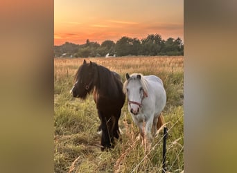 Gypsy Horse Mix, Gelding, 4 years, 11,2 hh, Grey
