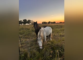 Gypsy Horse Mix, Gelding, 4 years, 11,2 hh, Grey