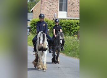Gypsy Horse, Gelding, 4 years, 11,3 hh, Gray-Dapple