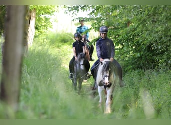 Gypsy Horse, Gelding, 4 years, 11,3 hh, Gray-Dapple