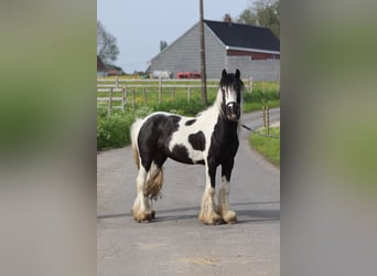 Gypsy Horse, Gelding, 4 years, 12.1 hh, Pinto