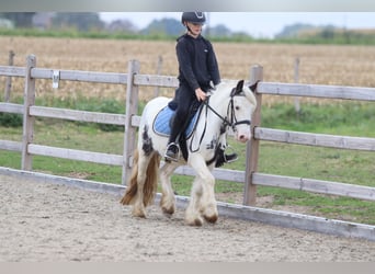 Gypsy Horse, Gelding, 4 years, 12.1 hh, Pinto