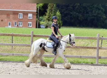 Gypsy Horse, Gelding, 4 years, 12.1 hh, Pinto