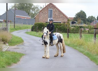 Gypsy Horse, Gelding, 4 years, 12.1 hh, Pinto