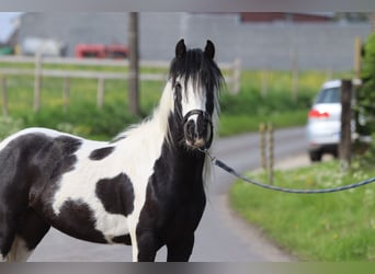 Gypsy Horse, Gelding, 4 years, 12.1 hh, Pinto